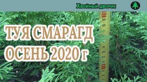 Туя смарагд Сезон осень 2020 года Обзор питомник "Хвойный дворик"