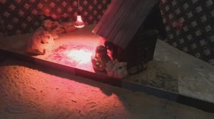 Встреча с животными на набережной _Паралия_ _ Кто там есть_ (08.23)