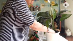 Спатифиллум пересадка/полиция#женскоесчастье#