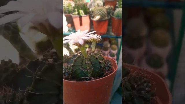 Classic Gymno Flowers #cactus #flowers #beautiful