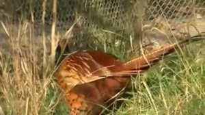 Common Pheasant (Phasianus colchicus) in Tbilisi Zoo / Kolkhuri khokhobi tbilisis zooparkshi