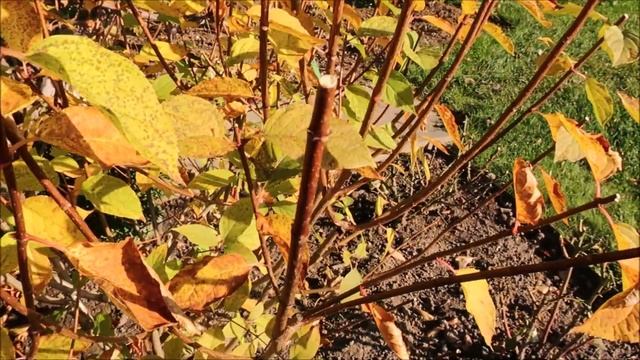 ГОРТЕНЗИИ. ОСЕННЯЯ ОБРЕЗКА МЕТЕЛЬЧАТЫХ ГОРТЕНЗИЙ смотреть онлайн