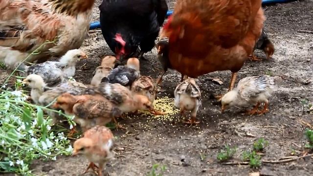 Цыплята кушают пшено смотреть онлайн