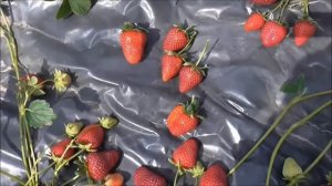 КАБРИЛЛО - новый рем. сорт клубники селекции США. /  08.16.19.