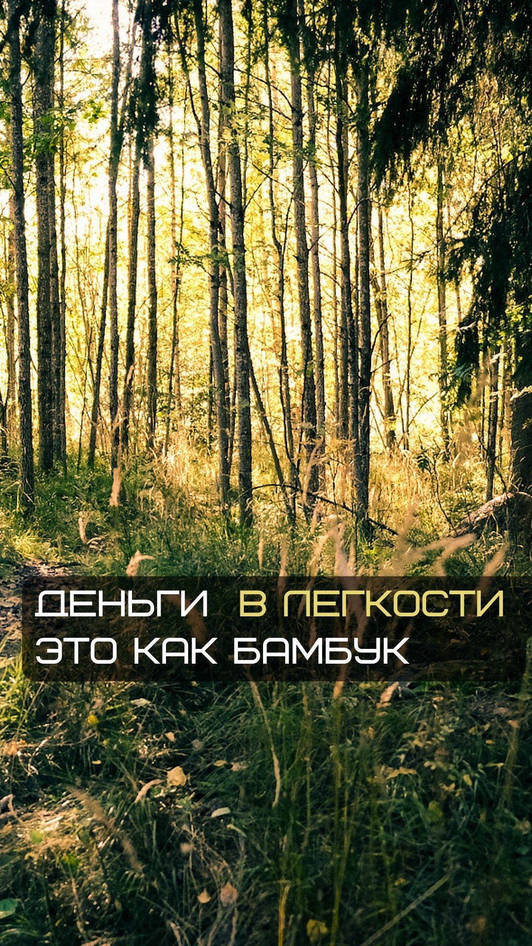 Деньги в легкости - это как бамбук ?

#инфобизнес #предпринимательство #деньгивлегкости #накопленны