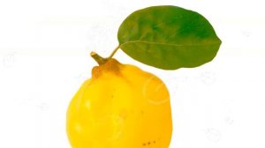 АЙВА ПОЛЬЗА И ВРЕД | чем полезна айва? какие витамины в айве? листья айвы польза