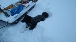 Пробная охота на соболя капканами часть 2