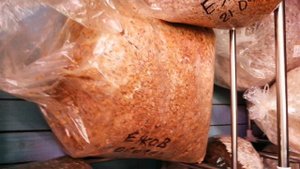 VID_20240429_070005.mp4