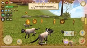 Симулятор КОТА и КОШКИ #14 Котенок Том. Босс против Кида. Кабан - предводитель кошек на пурумчата