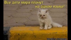 Грустное видео про животных/Не бросай их