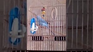 Ожереловый попугай (самка) Буся