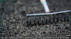 Через сколько всходит газонная трава после посева