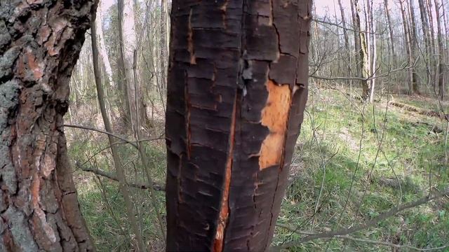 Мир живой природы смотреть онлайн