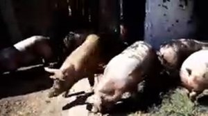 Обзор свиней,порода Петрен и Петрен+Дюрок. Поросятам 3 недели и 1 неделя!!!