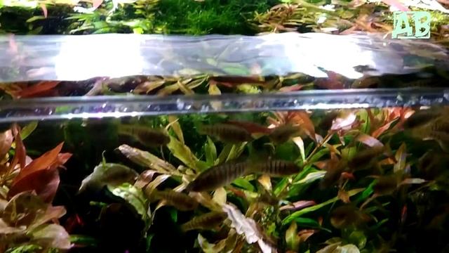 100 литровый АКВАРИУМ после ПАРИКМАХЕРА! Февраль 2019! смотреть онлайн