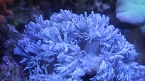 Морской аквариум. Макро. Актиния пузырчатая (Entacmaea quadricolor)