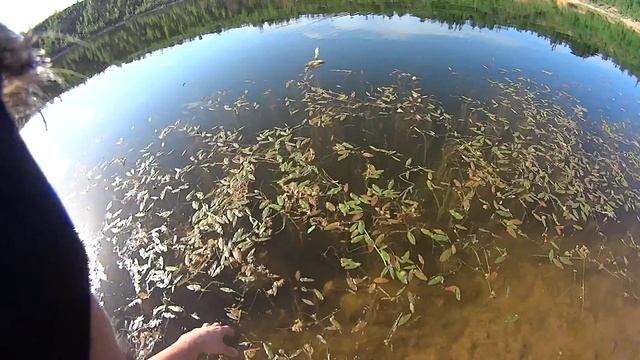 Птенцы чаек,они такие.