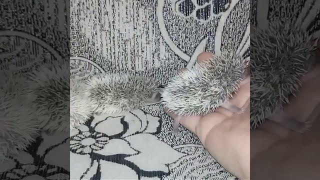 Африканские карликовые ежата смотреть онлайн