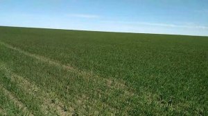 Разница внесения селитры сеялкой и РУМом