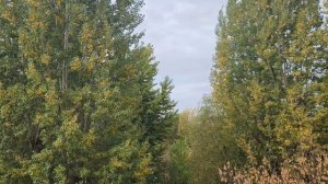 Звук сирены