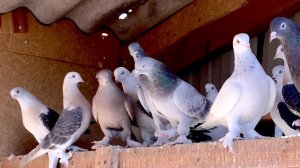 Голуби Турецкая Такла! БОЙ-ЛЁТ-ИГРА! Pigeons Turkish takla. Голуби Санжаха.