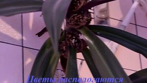 Комнатные растения. Рео. Уход и размножение.
