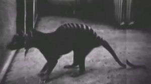 ? Сумчатый волк. (Редкое видео 1933)