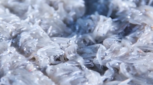 Вылов и обработка молодой сардины -  традиционная японская сухая рыба / приготовление Чирименяко