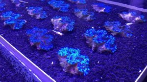 LiveAquaria® Diver’s Den® Deep Dive: Aquacultured Clams (Tridacna sp.)