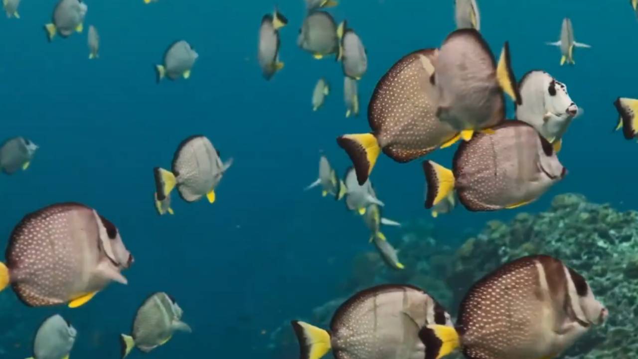 На одном из рифов Тихого океана, происходит невероятное явление.