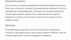 Золотой ус, каллизия, дихоризандра ---  полезное растение.  Уход, выращивание и полезные свойства.