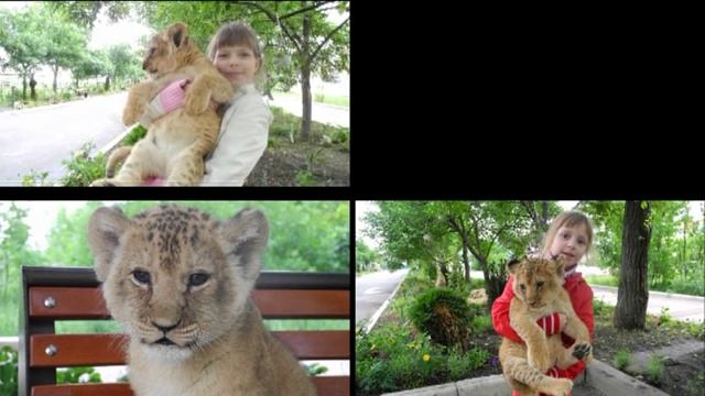 Парк львов "Тайган" в Крыму: наш отзыв о поездке смотреть онлайн