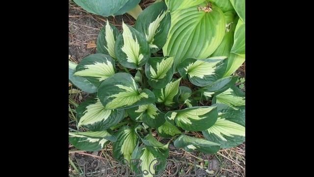 #Многолетники66 #Хосты10 #Цветы для сада и бизнеса от Ольги Шевчук смотреть онлайн