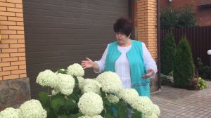 Гортензия древовидная Анабель