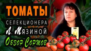 Обзор томатов Мязиной Л. + сорта Манго Джанго и Махитос.