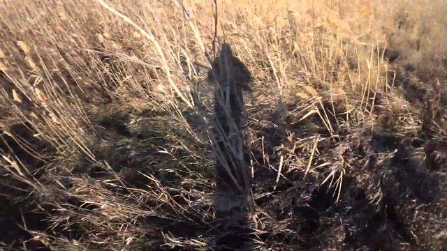 Столько фазана можно найти только раз в жизни! А что делать в такой ситуации??? смотреть онлайн