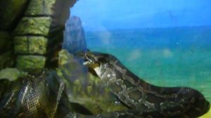 Удав съел кролика