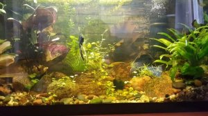 Problem z Hemigraphis colorata