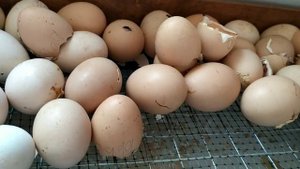 ВЫВОД ЦЫПЛЯТ РАЗНЫХ ПОРОД