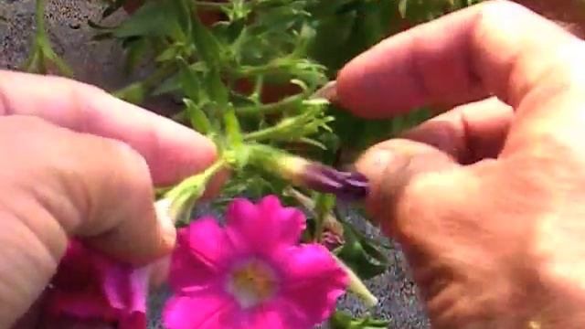 Pruning Plants: Petunias смотреть онлайн