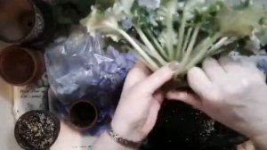 Углубление и омоложение фиалки.