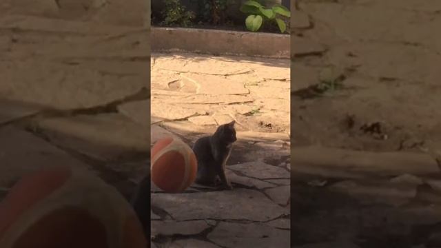 Вводная часть по баскетболу смотреть онлайн