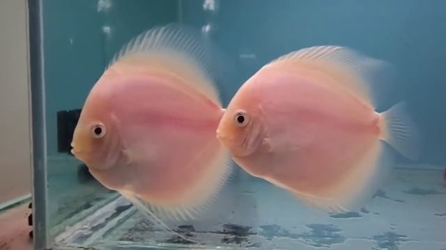 Аутофагия у Дискусов.