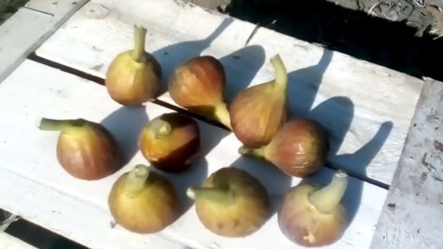 Первый урожай! Кадота инжир