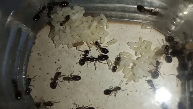 Муравьи Dolichoderus quadripunctatus (четырёхточечный муравей) смотреть онлайн