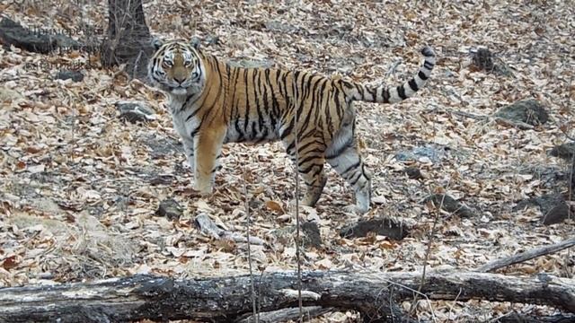 Тигр Амур в Приморском Сафари-парке смотреть онлайн