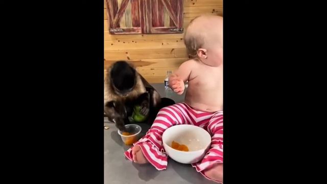 ПРИКОЛЫ С ЖИВОТНЫМИ ДО СЛЕЗ / СМЕШНЫЕ ЖИВОТНЫЕ 2021 / Funny video