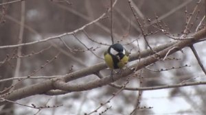 Синички на ветках крупный план