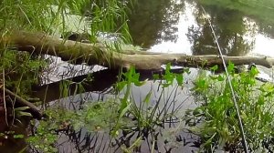 Рыбалка на реке Лава, Калининградская область. Fishing. L-Minnow 44