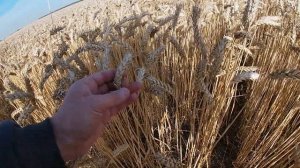 Обзор сортов пшеницы Лидер-80, Гонец и Юнион